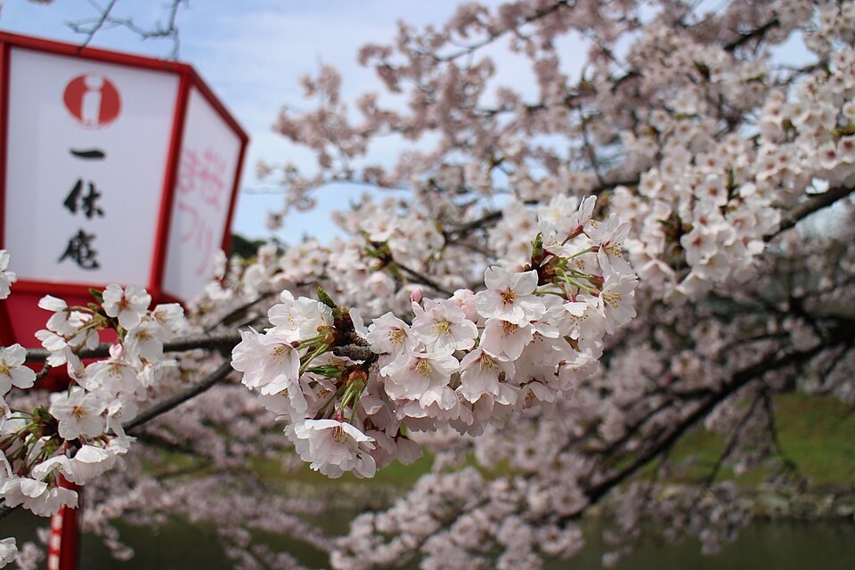 彦根城と桜（滋賀県）