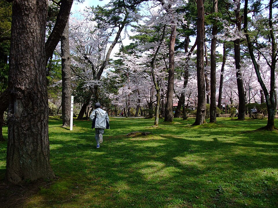 秋田市の千秋公園の桜