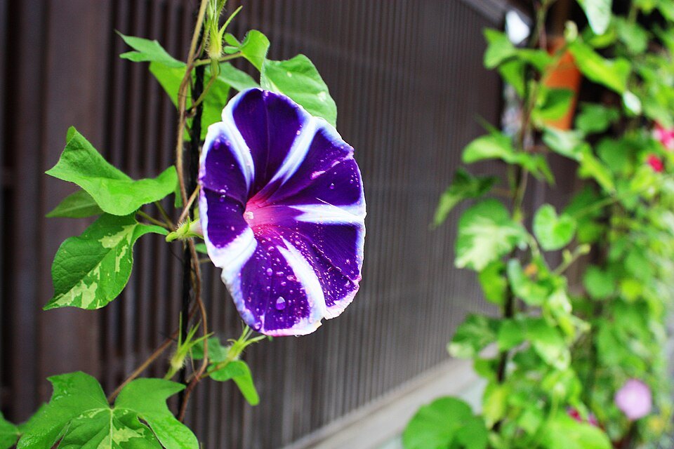 金沢市のひがし茶屋街