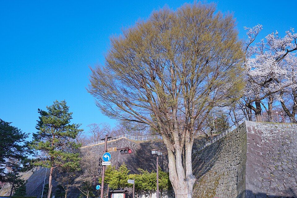 盛岡城跡公園の石垣
